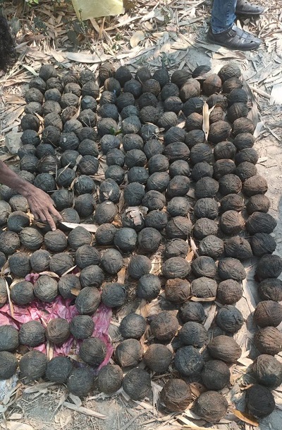 Police found 200 Crude Bombs from the Bhangar Constituency of South 24 Parganas