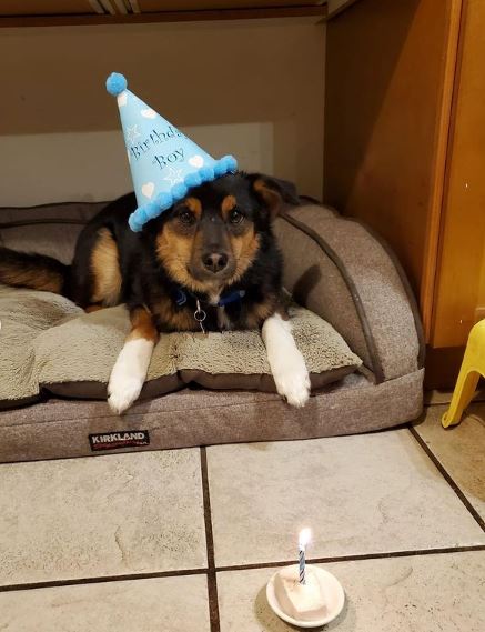 39daph's pet dog Yion