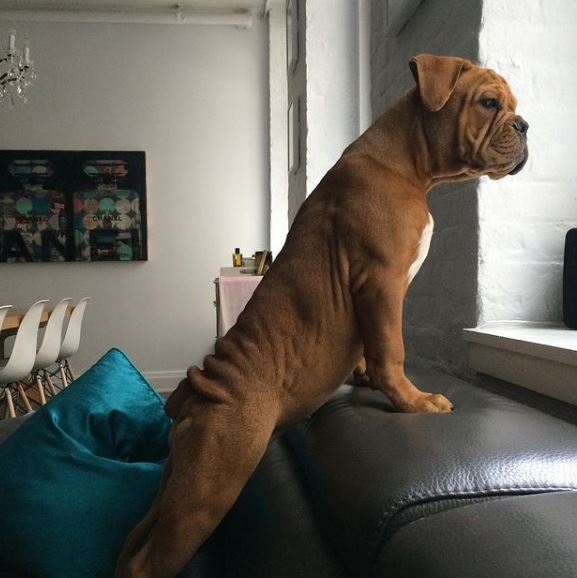 David Mars's pet dog