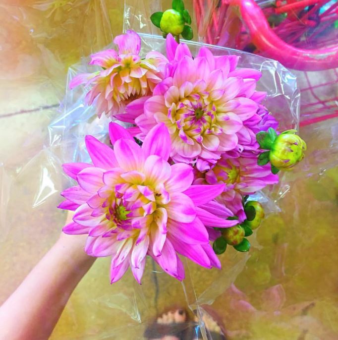 Nikki Phillippi's favorite flower Dahlia