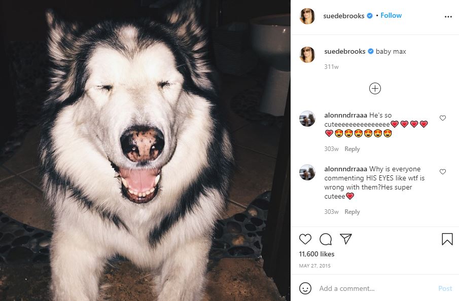 Suede Brooks' pet dog