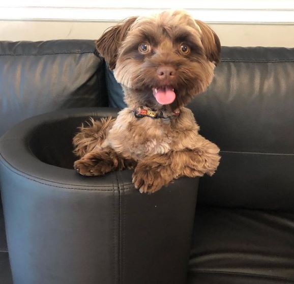 Christian Convery's pet dog