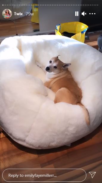 Emily Miller's pet dog