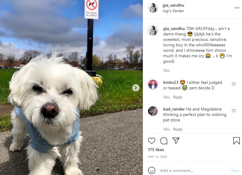 Gia Sandhu's pet dog