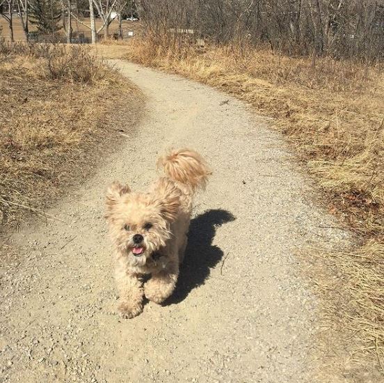 Kelsey Flower pet dog Max