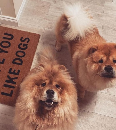 Chelsea Ferguson has pet dogs