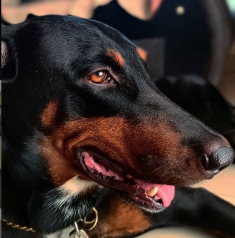 Daksha Nagarkar's adopted dog