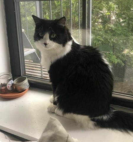 Elizabeth Scopel has a pet cat named Floof