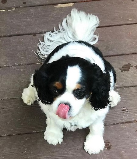 Jack Pop has a pet dog named Charlie