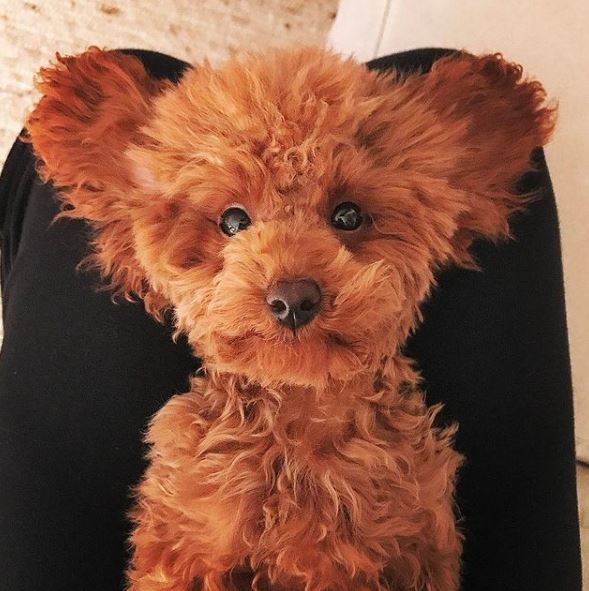 Maccari's pet dog
