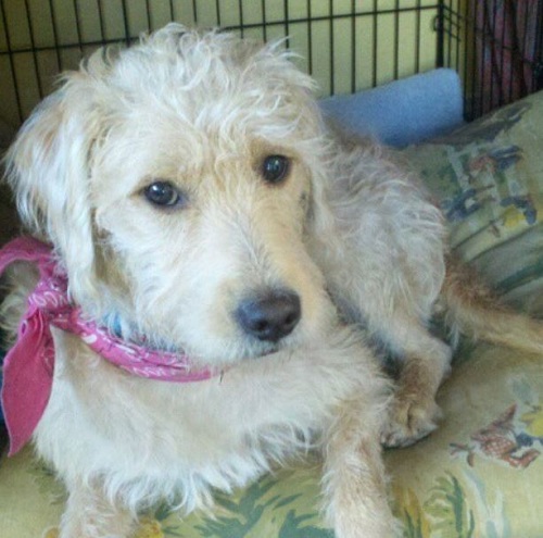 Aimee Carlson has a pet dog