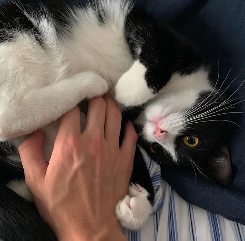 Corey Fogelmanis has a pet cat Fuglymonacles