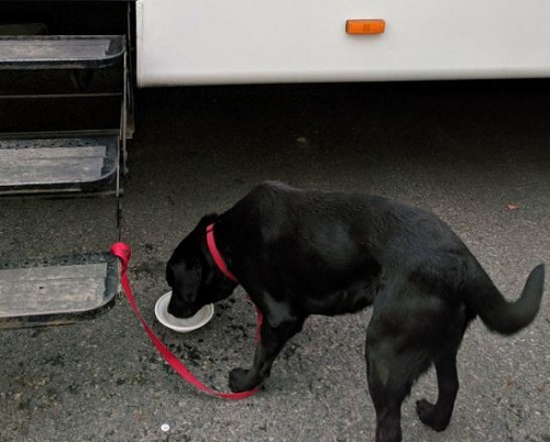 Daniel Laurie has a pet dog named Siri