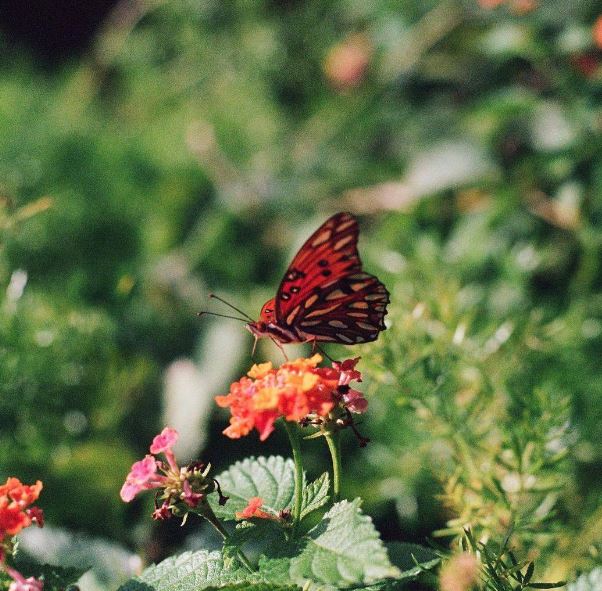 Elaine Siemek is a professional photographer