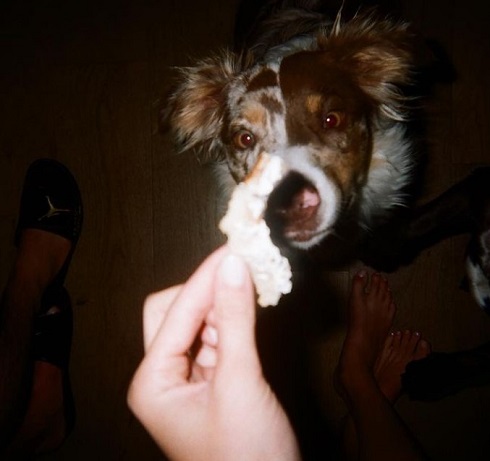 Josie Canseco's pet dog