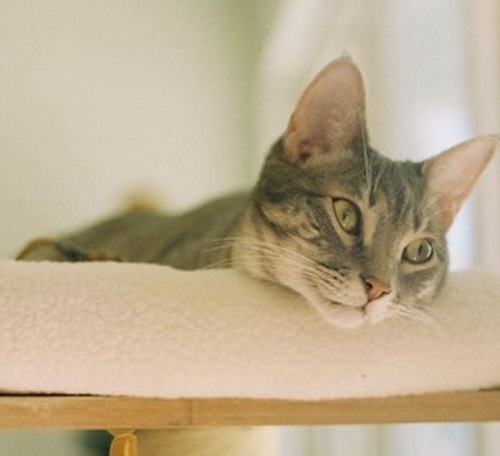 Kelly Musgraves has a pet cat Minnow