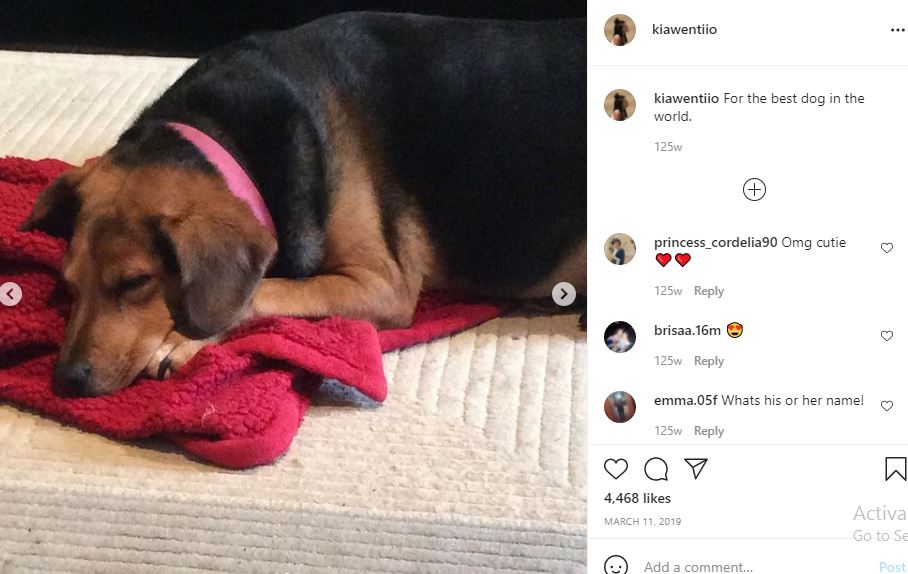 Kiawentiio's pet dog
