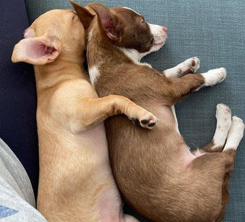 Lauren Jasmine has two pet dogs