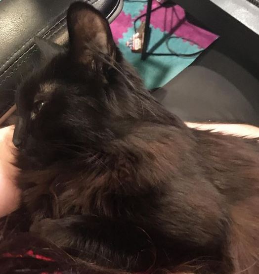 Bashurverse with his pet cat