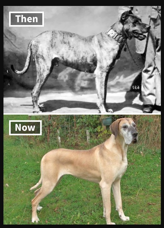 Great Dane