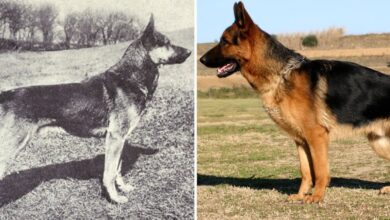 How Dog Breeds Looked 100 Years Ago Vs Today (updated)