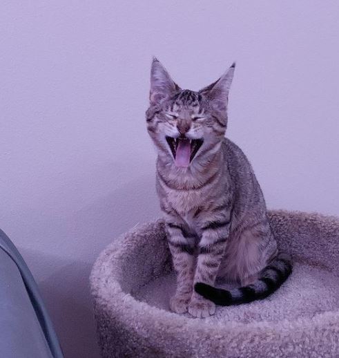 Kiara Barnes's pet pet cat Luna