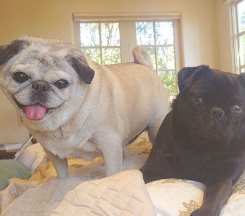 Morgan Eastwood has two pet dogs