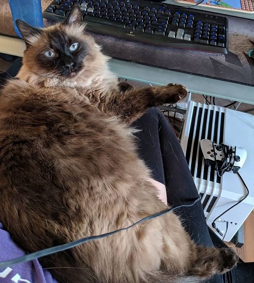 STPeach has two pet cats Alfred and Leo