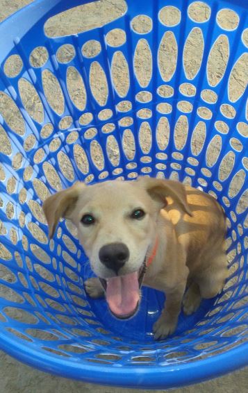 Sharlene Rampersad pet dog