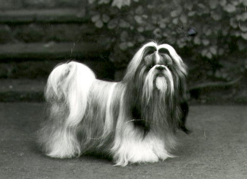 Shih Tzu