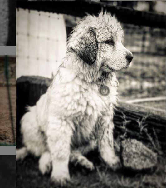 Mike Mora animal photography