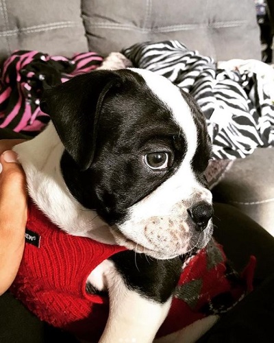 Brandon Jones pet