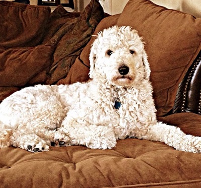 John Osborne's pet