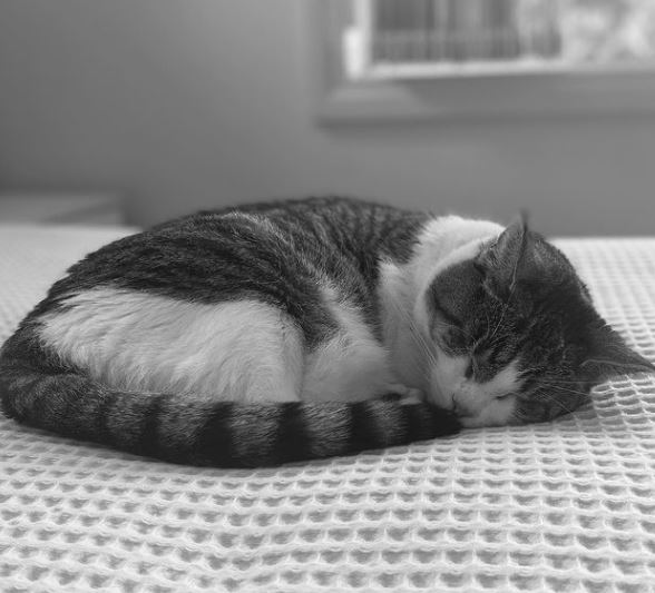 Lucy Currey has a pet cat