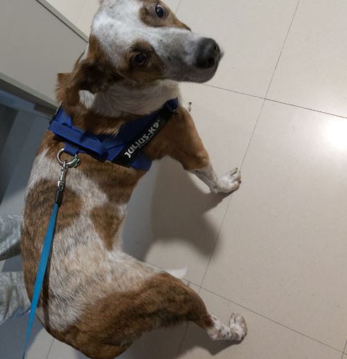 Otzdarva pet dog Boyo