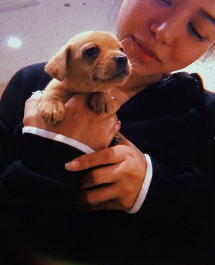 Poarch is a dog lover