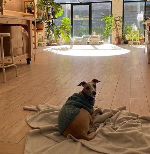 Pottery Boy has a pet dog