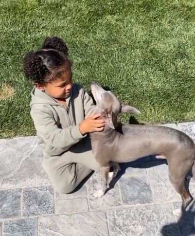 Webster is a dog lover