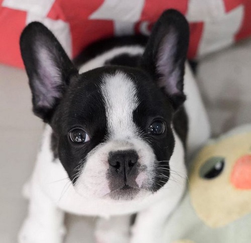 Jessica Jane has a pet dog Tabi