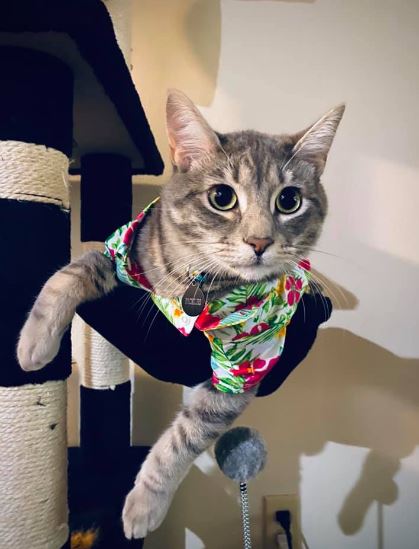 Morphosis's pet cat