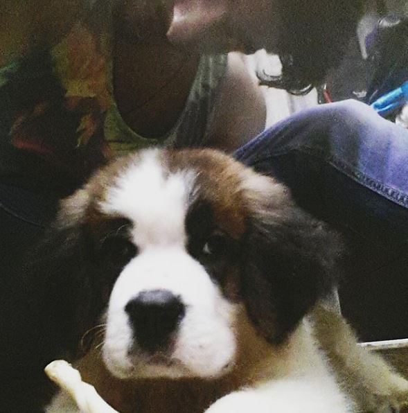 Rohman Shawl has a pet dog