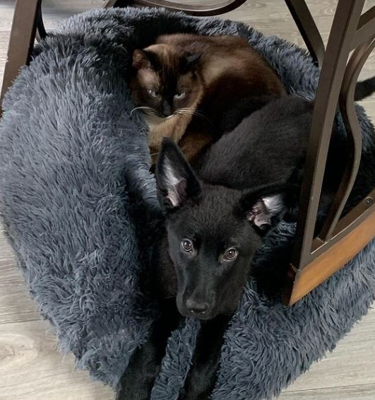 Taylor Allen dog and cat