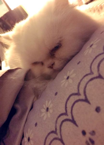 Dua Aamir cat Toffee