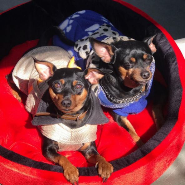 Sakshi Benipuri loves dogs