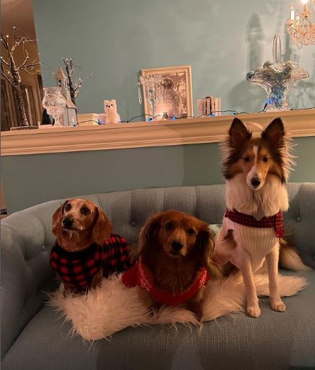 Sassee's pet dogs