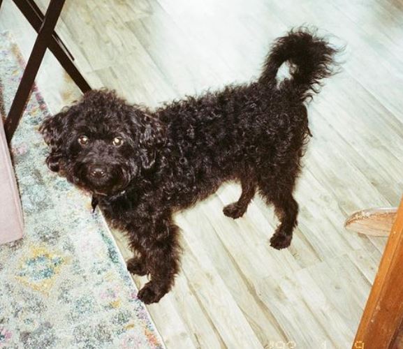 Paulina Davila has a pet dog
