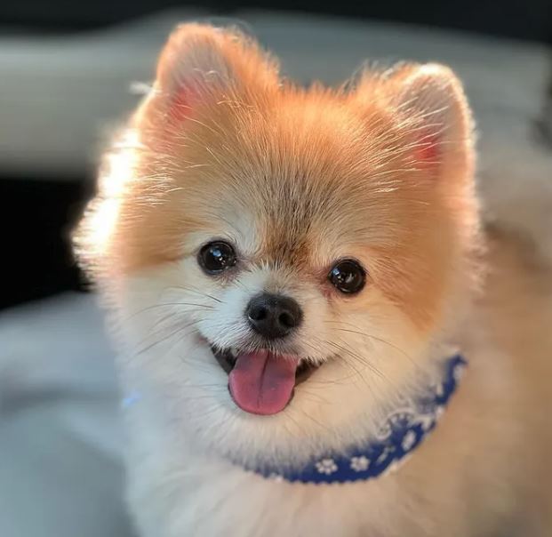 Angelica Cruz has a pet dog