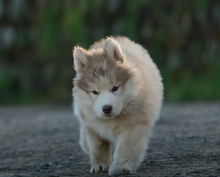 Download Oh My Dog movie free