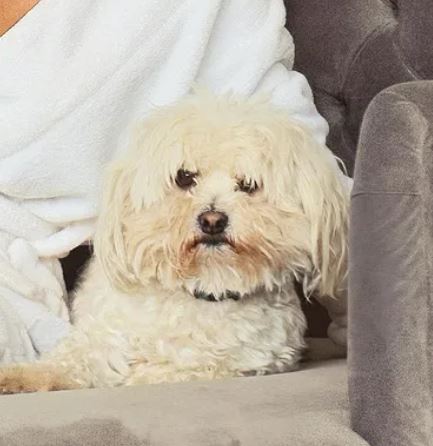 Faith Nketsi has a pet dog