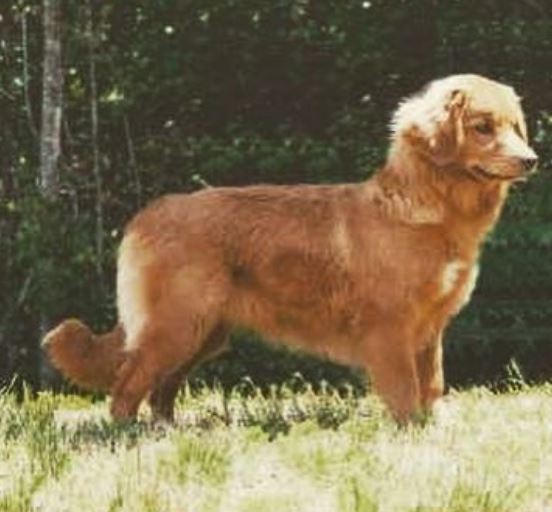 Fritz Hager pet dog